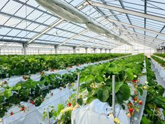 �N�C�[���K�[�f�� �v����/�t���g���G�̎ʐ^1