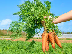 �Ì����t�@�[���̎ʐ^1