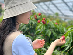 ��̗t���C�`�̎ʐ^1