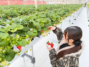 �~�Y�L�t�@�[����䉏�̎ʐ^3