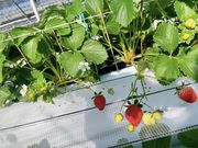 Ƃ悭ɂӂ[ފό_̎ʐ^2