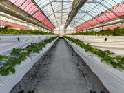 Ƃ悭ɂӂ[ފό_̎ʐ^4