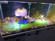 �̂������̏����Ȑ����ف@�T���S�ʂ̉Ƃ̎ʐ^2