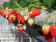 �}���b�T�x���[�t�@�[���̎ʐ^4