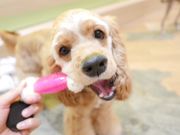 ʃJtFRio 󑐓X̎ʐ^2