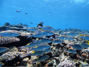 ����C�_�C�u MORGAN�̎ʐ^3