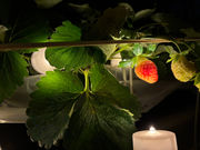 ���q�R��t�_�� �Ó쓡�򂢂����n�E�X�̎ʐ^4