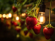 qRt_ Ó쓡򂢂nEX̎ʐ^3