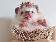 JE\JtF HARRYheXX̎ʐ^4