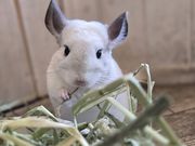 JE\JtF HARRYheXX̎ʐ^3