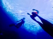 ����V���m�[�P�����O�V���b�v|�{�j�[�u���[�yBonnie Blue�z�̎ʐ^2