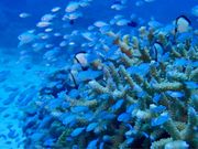 ����V���m�[�P�����O�V���b�v|�{�j�[�u���[�yBonnie Blue�z�̎ʐ^4