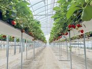 �I�A�V�X�t�@�[�����ԓ�{�؂̎ʐ^2