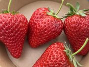 �I�A�V�X�t�@�[�����ԓ�{�؂̎ʐ^3