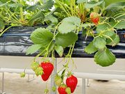 �I�A�V�X�t�@�[�����ԓ�{�؂̎ʐ^4