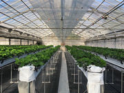 �t�� �}�`���A�̎ʐ^2