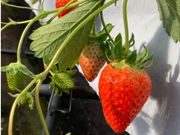 �X��䕉��̎ʐ^3