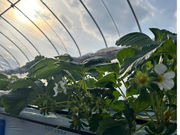 Merry Berry Farm̎ʐ^4