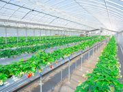 Merry Berry Farm�̎ʐ^2