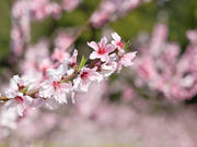 MOMOYAMA STAND�̎ʐ^4