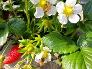 �܂邵�Δ_���̎ʐ^2