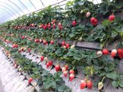 �܂邵�Δ_���̎ʐ^3