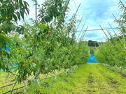 �A�O���[���p�[�N ���낳�Ɠ��̋u�̎ʐ^3