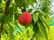 �A�O���[���p�[�N ���낳�Ɠ��̋u�̎ʐ^2