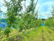 �A�O���[���p�[�N ���낳�Ɠ��̋u�̎ʐ^3