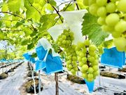 �A�O���[���p�[�N ���낳�Ɠ��̋u�̎ʐ^4