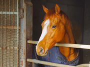 ��n�N���u �R�[�g�h�m�[���̎ʐ^3