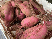 ���j�o�[�T���A�O���J���`���[�T�|�[�g�̎ʐ^2