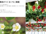 ichigo the CROP BASE�̎ʐ^2