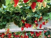 ichigo the CROP BASE�̎ʐ^2