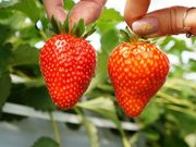 ichigo the CROP BASE�̎ʐ^3