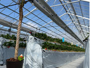 �}�n���t���[�c�t�@�[���̎ʐ^4