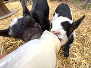 �ӂꂠ���q�ꃄ�M�[�Y�����h�̎ʐ^4