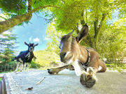 �ӂꂠ���q�ꃄ�M�[�Y�����h�̎ʐ^2