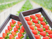 �����݂̂肢�����_���̎ʐ^3