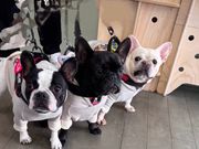 snow summer�̎ʐ^2