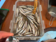 �ԏ�R �ؕʊق̎ʐ^4