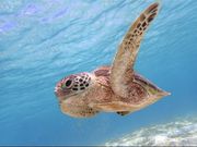 �}�[���{�Ó��̎ʐ^2