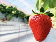 ���Â�䕉��̎ʐ^2