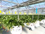 ���񂫔_�� ��R�_��̎ʐ^4