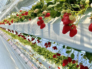 ���񂫔_�� ��R�_��̎ʐ^3