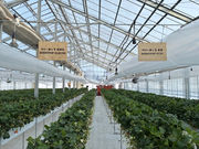 RedJewelFarm�̎ʐ^3