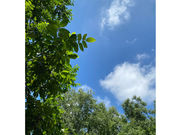 Ratna�`�ƂƂ̂��A���}�T�����`�̎ʐ^2