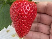 �X�̂������̎ʐ^2