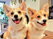 �R�[�M�[���[���h�̎ʐ^2