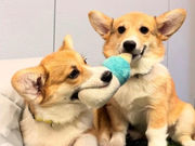 �R�[�M�[���[���h�̎ʐ^4